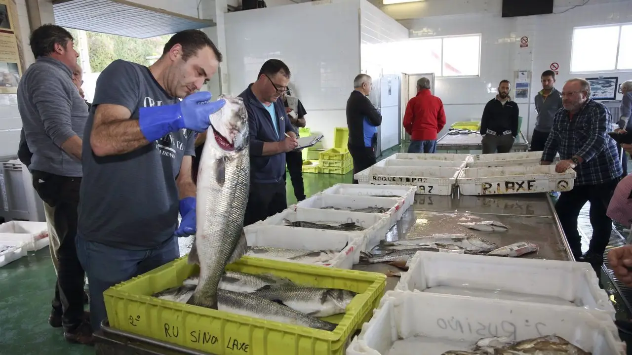 Banquina pescadores subasta pescado