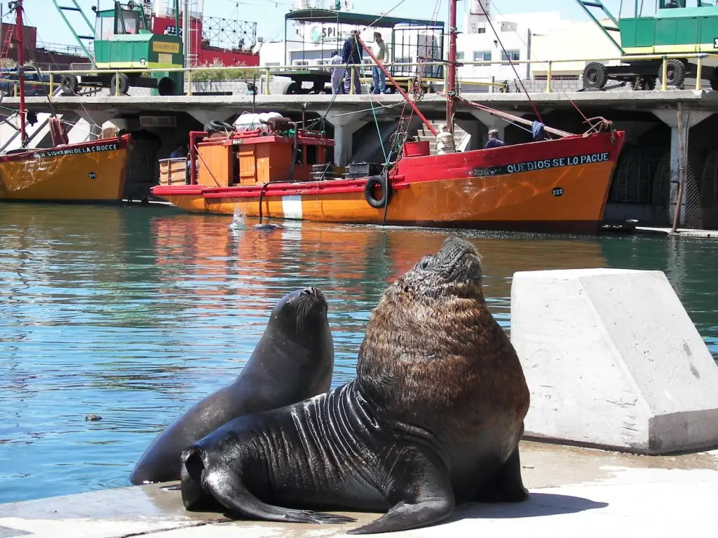 Lobo Marino Mar del Plata