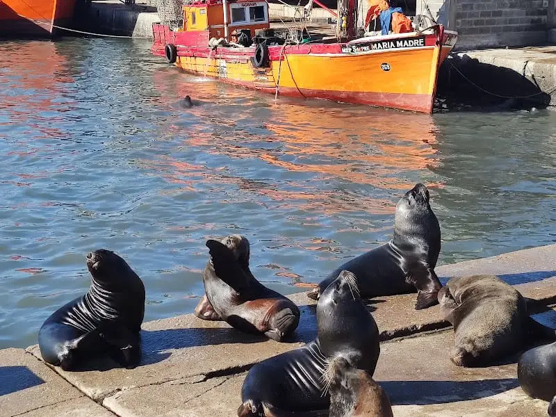 Lobo marino Mar del Plata símbolo