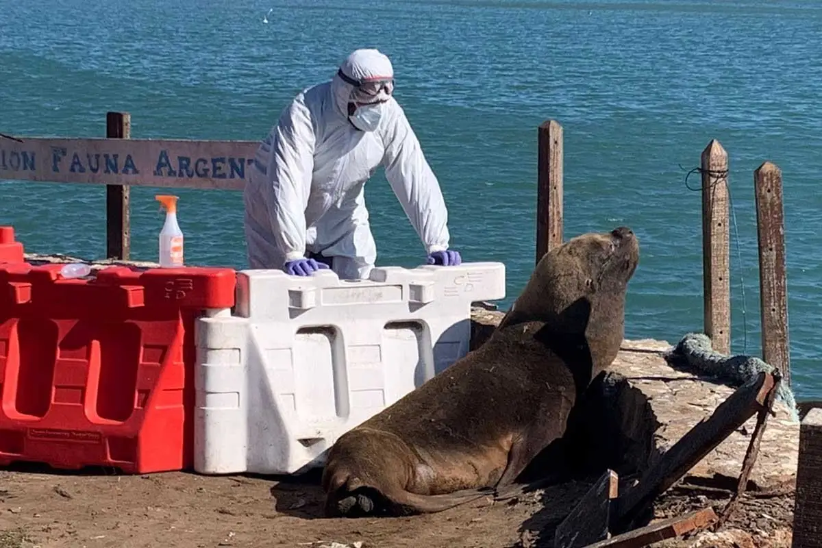 Lobo marino vandalizado Mar del Plata